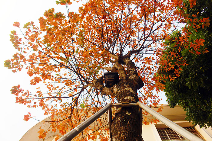 Mặc dịch Covid-19, giới trẻ Thủ đô vẫn đi chụp ảnh mùa cây thay lá