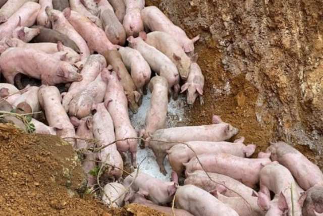 Xác định người vứt 83 con lợn ven đường vì nghi nhiễm dịch ở Thanh Hoá