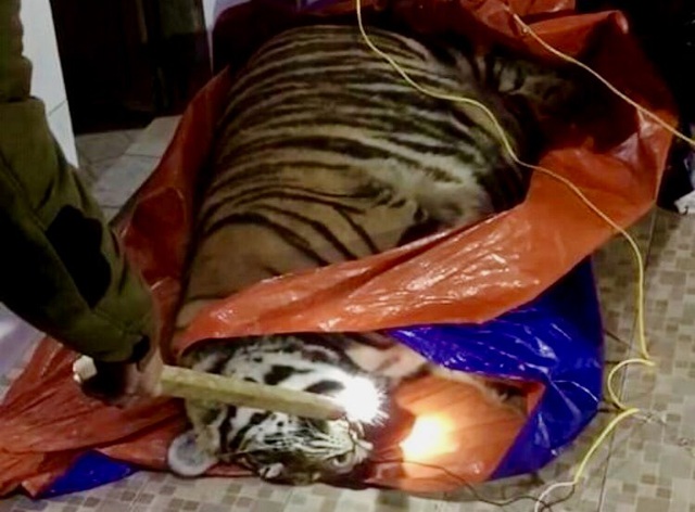 Hà Tĩnh: Hổ nặng 250kg nằm bất động trong nhà dân