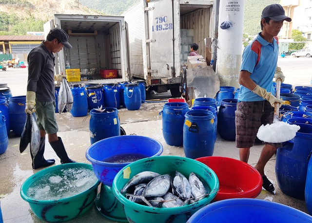 Khánh Hòa: Ngư dân trúng đậm 