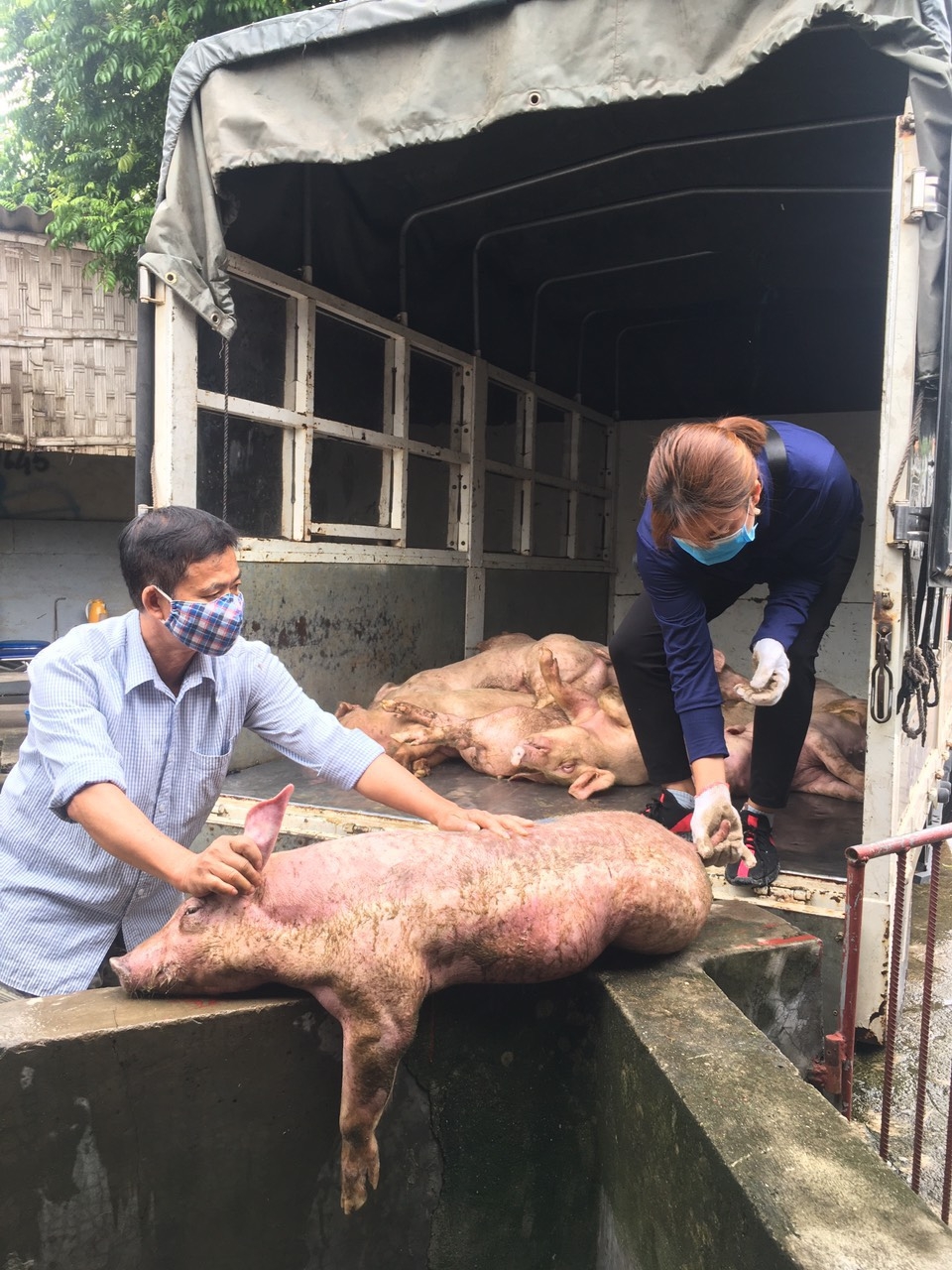 Xử lý đối tượng đem 1 tấn lợn nhiễm dịch tả lợn châu Phi về Bắc Giang tiêu thụ