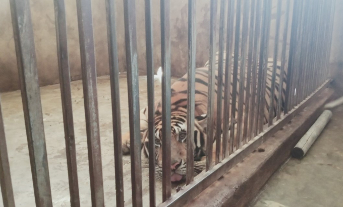 Vụ nuôi nhốt trái phép 17 cá thể hổ: Gia đình công an viên xã nuôi 3 con hổ