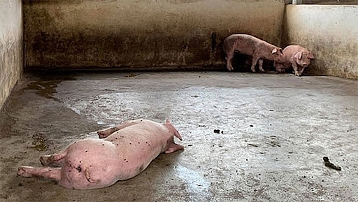 Thanh Hóa tiêu hủy gần 79 tấn lợn do dịch tả lợn Châu Phi