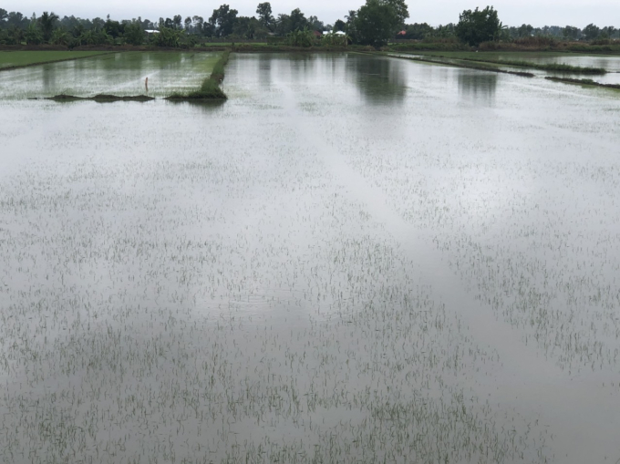 Mưa lớn nhiều ngày, hàng ngàn ha lúa Đông xuân tại Hậu Giang bị thiệt hại