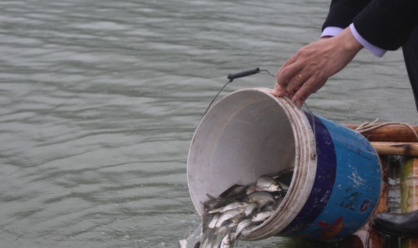 Nghệ An thả 1,3 tấn cá giống tái tạo, phát triển nguồn lợi thủy sản xuống lưu vực sông Lam