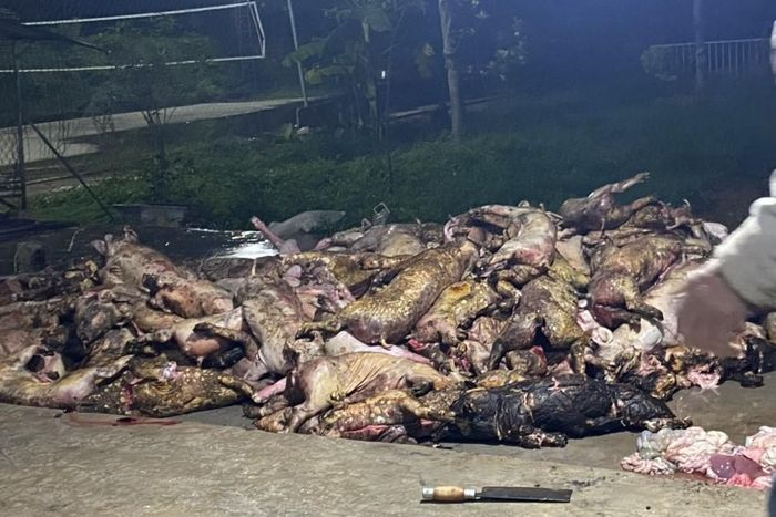 Nghệ An: Cháy trại chăn nuôi, hơn 1.000 con lợn lửa thiêu chết