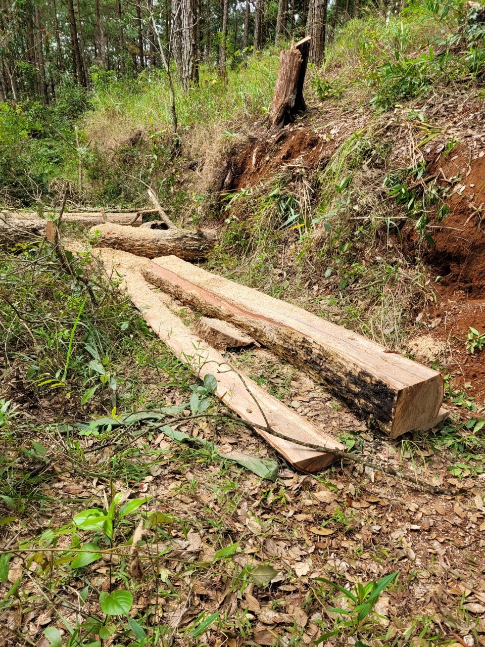 Lâm Đồng: Khẩn trương điều tra các vụ phá rừng trong dịp Tết