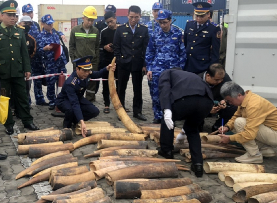 Hải Phòng: Hàng trăm kg ngà voi được 