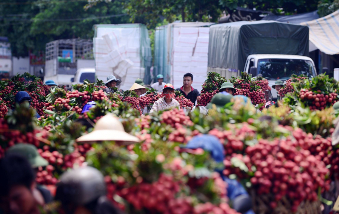 Bắc Giang tiêu thụ hơn 20 nghìn tấn vải thiều sớm, hơn một nửa xuất khẩu đi nước ngoài